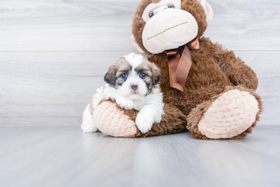 Small Shih Poo Baby