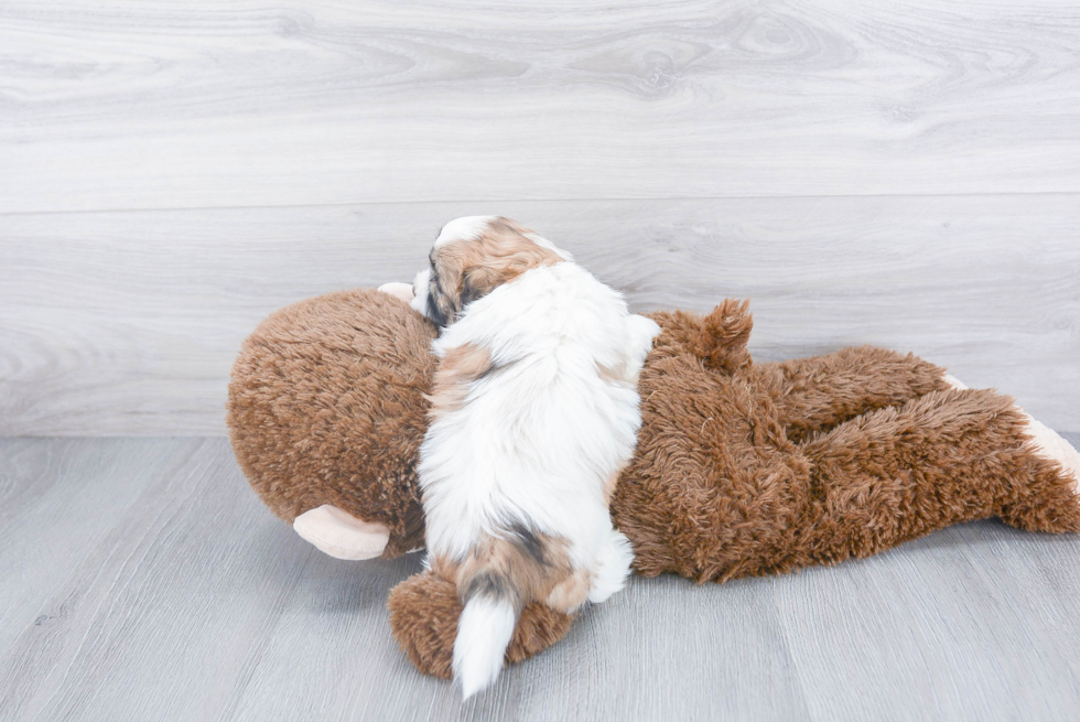 Little Shihpoo Poodle Mix Puppy