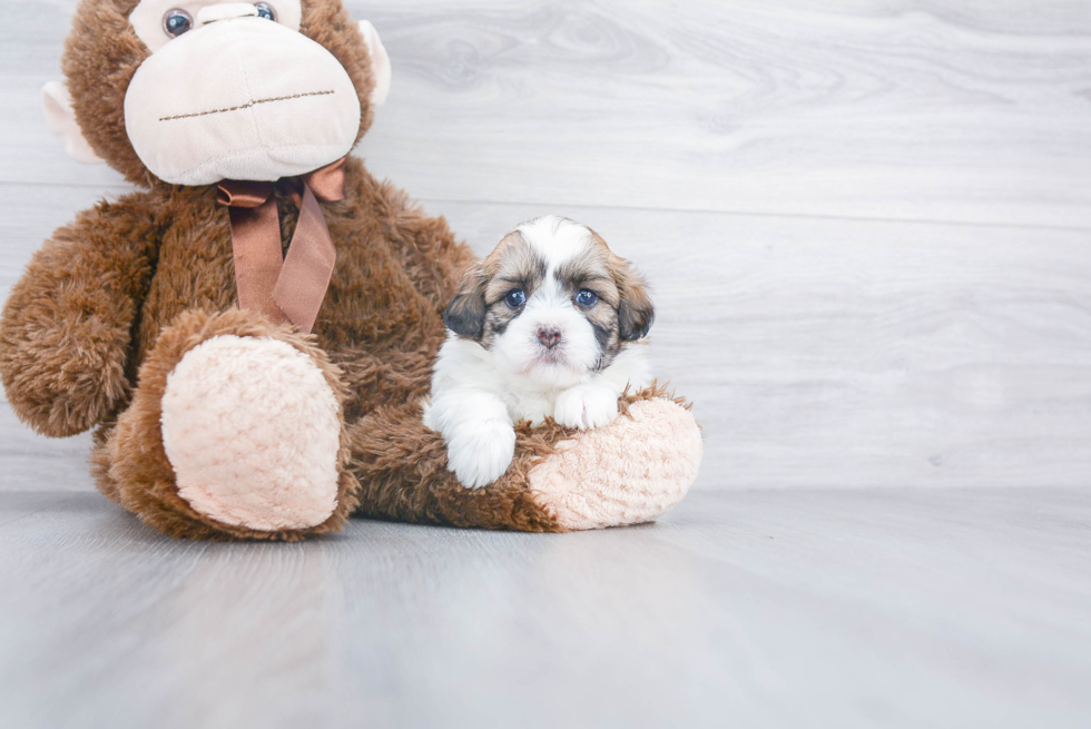 Funny Shih Poo Poodle Mix Pup