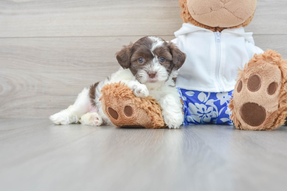 Shih Poo Pup Being Cute