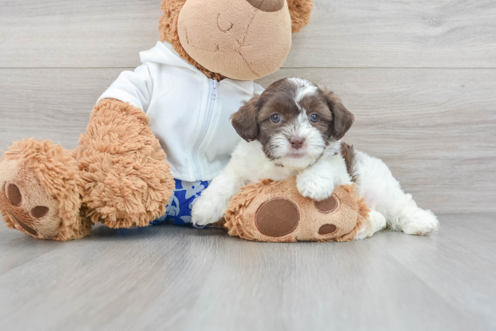 Adorable Shih Poo Poodle Mix Puppy