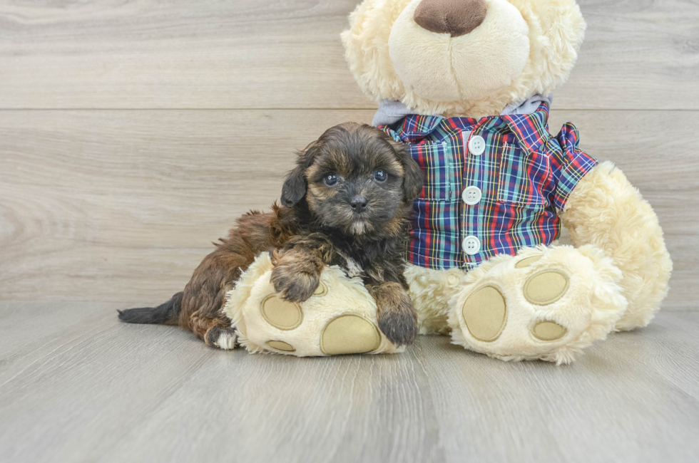 7 week old Shih Poo Puppy For Sale - Premier Pups