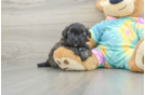Popular Shih Poo Poodle Mix Pup