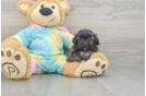 Cute Shih Poo Baby
