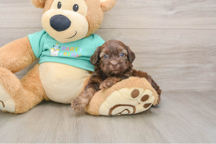 Petite Shih Poo Poodle Mix Pup