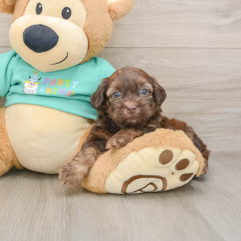 Petite Shih Poo Poodle Mix Pup