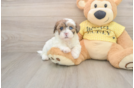 Small Shih Poo Baby