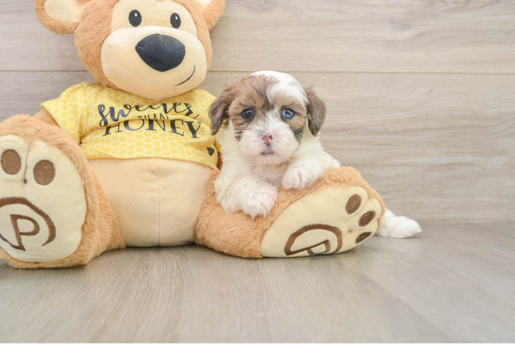 Shih Poo Pup Being Cute