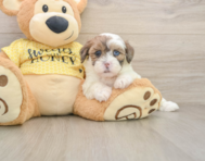 8 week old Shih Poo Puppy For Sale - Premier Pups