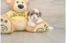 Shih Poo Pup Being Cute