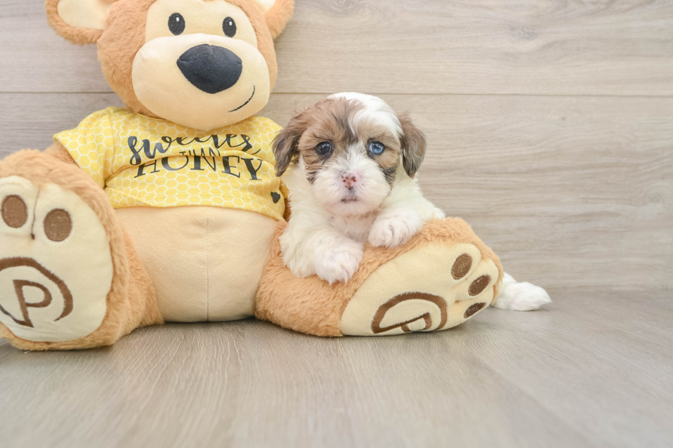 Shih Poo Pup Being Cute