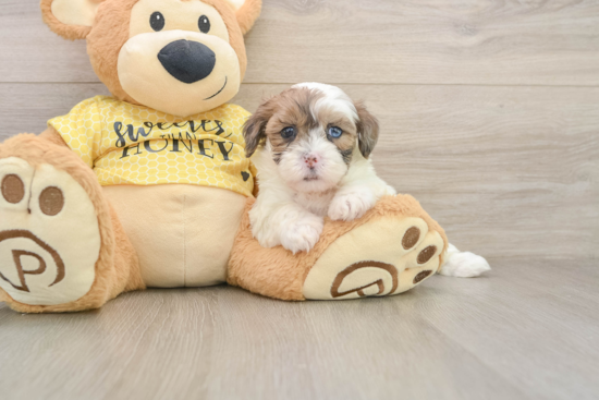 Shih Poo Pup Being Cute