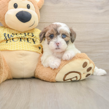Shih Poo Pup Being Cute
