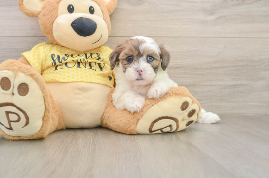 Shih Poo Pup Being Cute