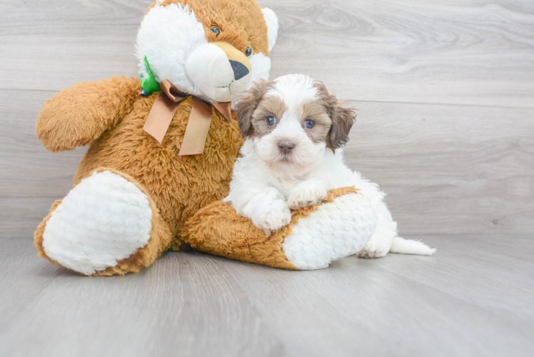 Sweet Shih Poo Baby