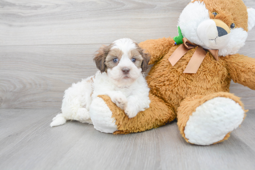 Smart Shih Poo Poodle Mix Pup