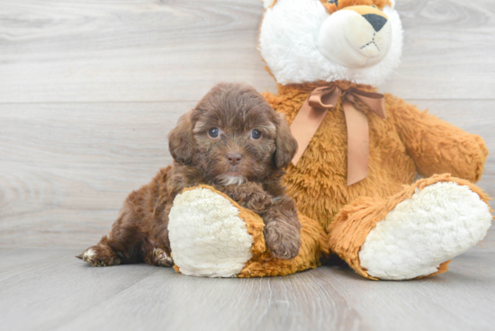 Friendly Shih Poo Baby