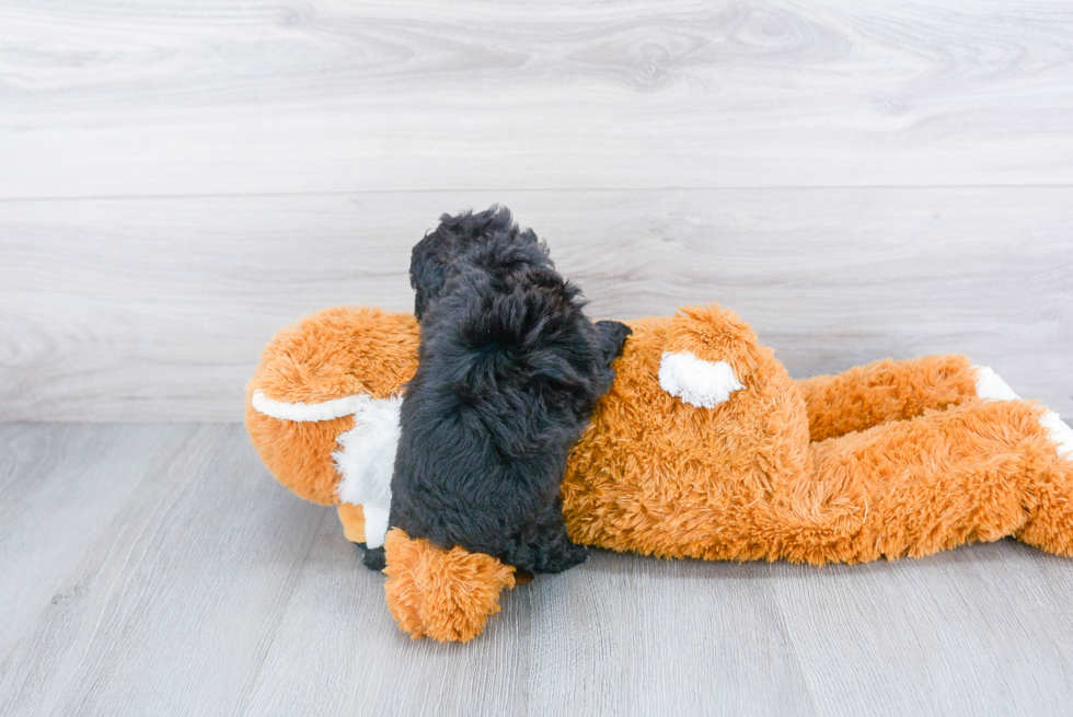 Shih Poo Puppy for Adoption