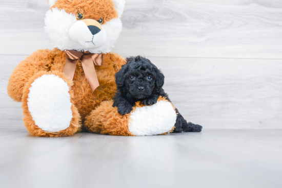 Shih Poo Pup Being Cute