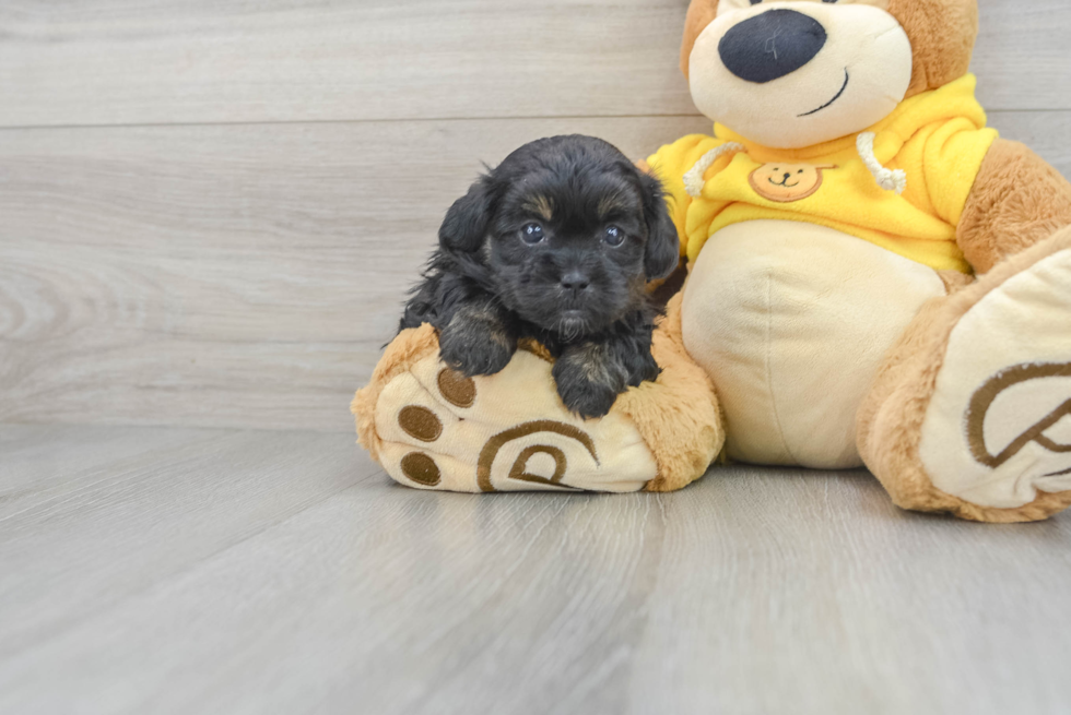 Sweet Shih Poo Baby