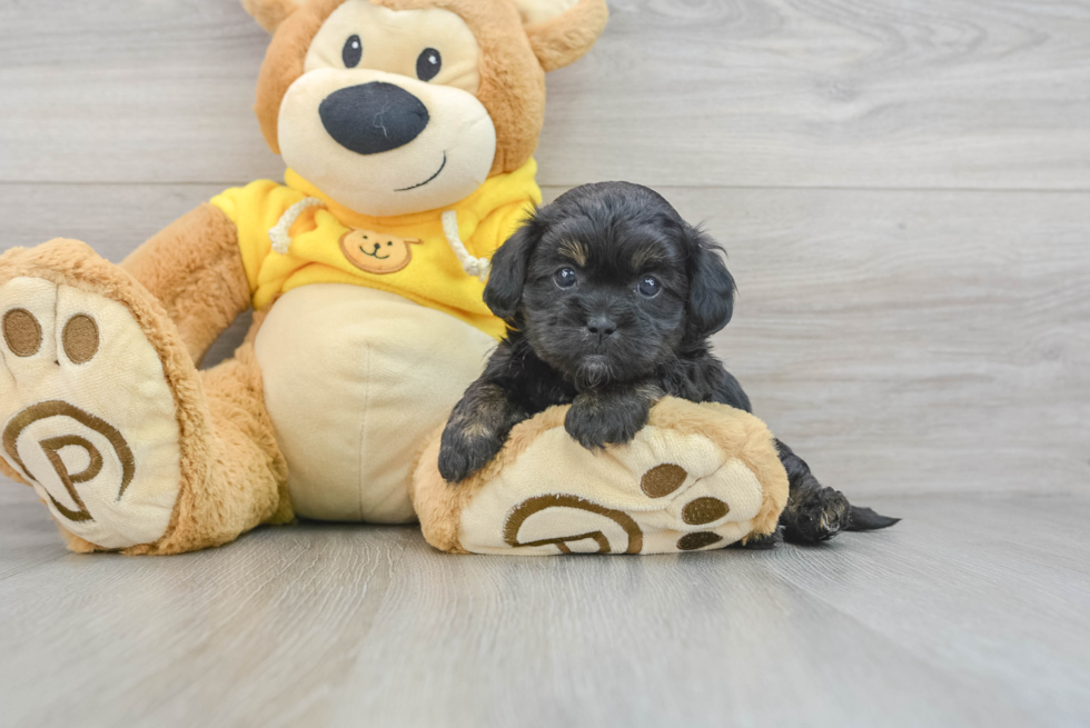 Petite Shih Poo Poodle Mix Pup