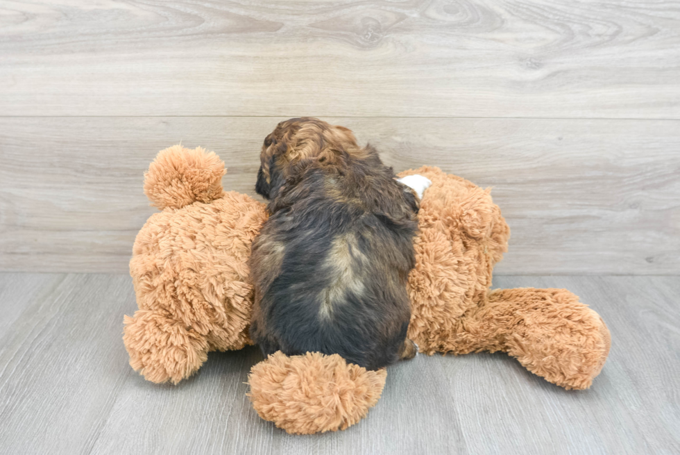 Shih Poo Pup Being Cute