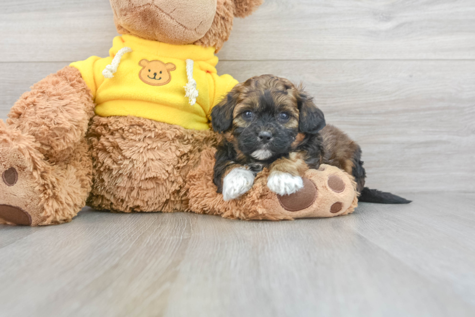 Shih Poo Pup Being Cute