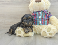 8 week old Shih Poo Puppy For Sale - Premier Pups