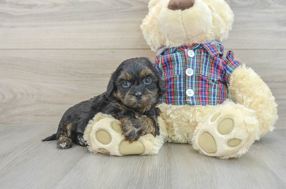 7 week old Shih Poo Puppy For Sale - Premier Pups