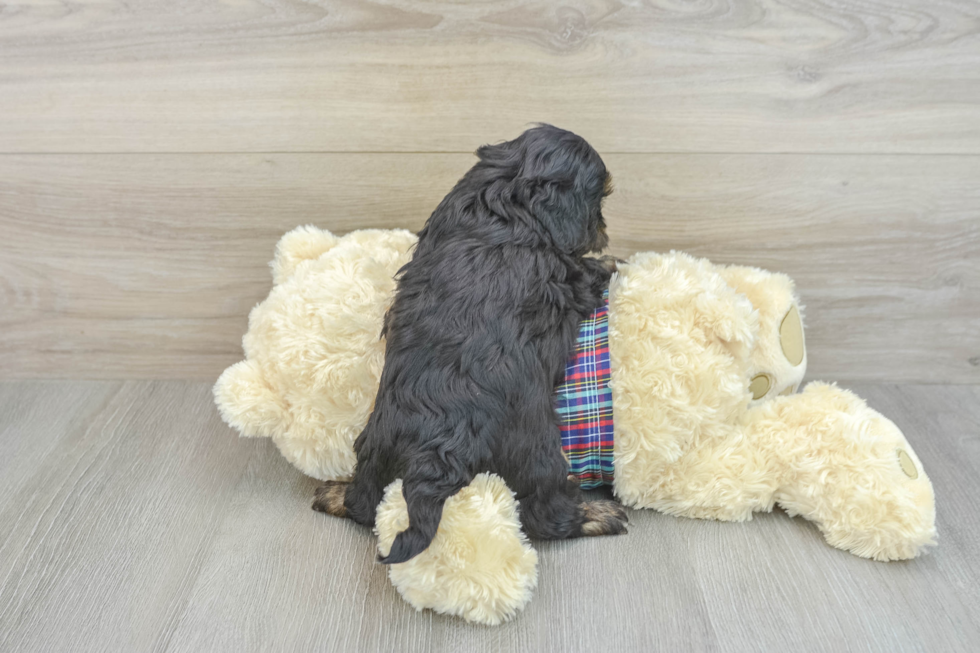 Best Shih Poo Baby