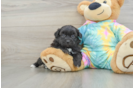 Best Shih Poo Baby