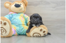 Happy Shih Poo Baby