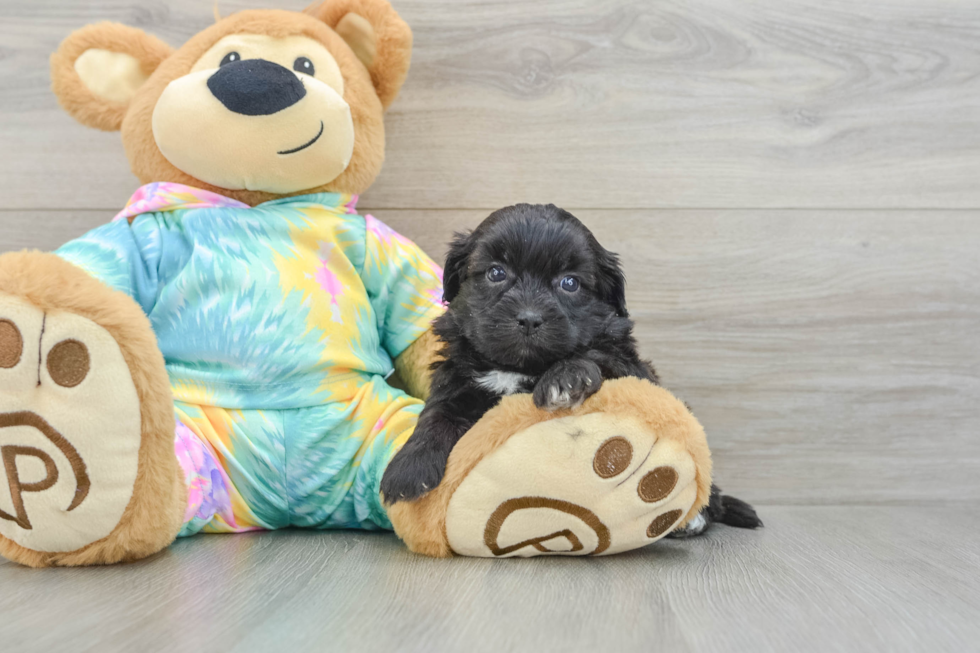Happy Shih Poo Baby