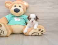 7 week old Shih Poo Puppy For Sale - Premier Pups