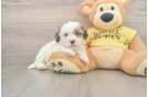 Shih Poo Pup Being Cute