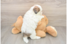 Shih Poo Puppy for Adoption