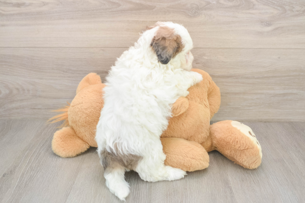 Shih Poo Puppy for Adoption