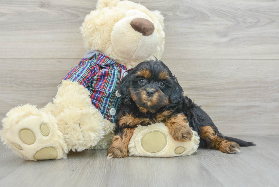 Shih Poo Puppy for Adoption