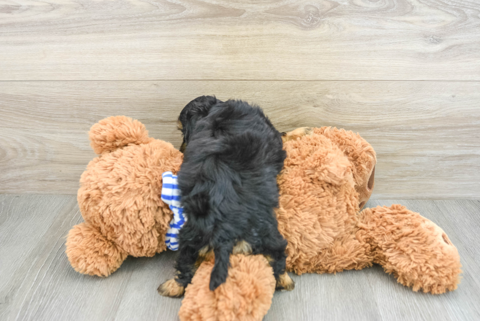 Sweet Shih Poo Baby