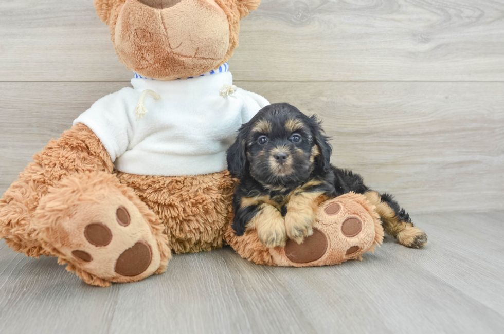 8 week old Shih Poo Puppy For Sale - Premier Pups