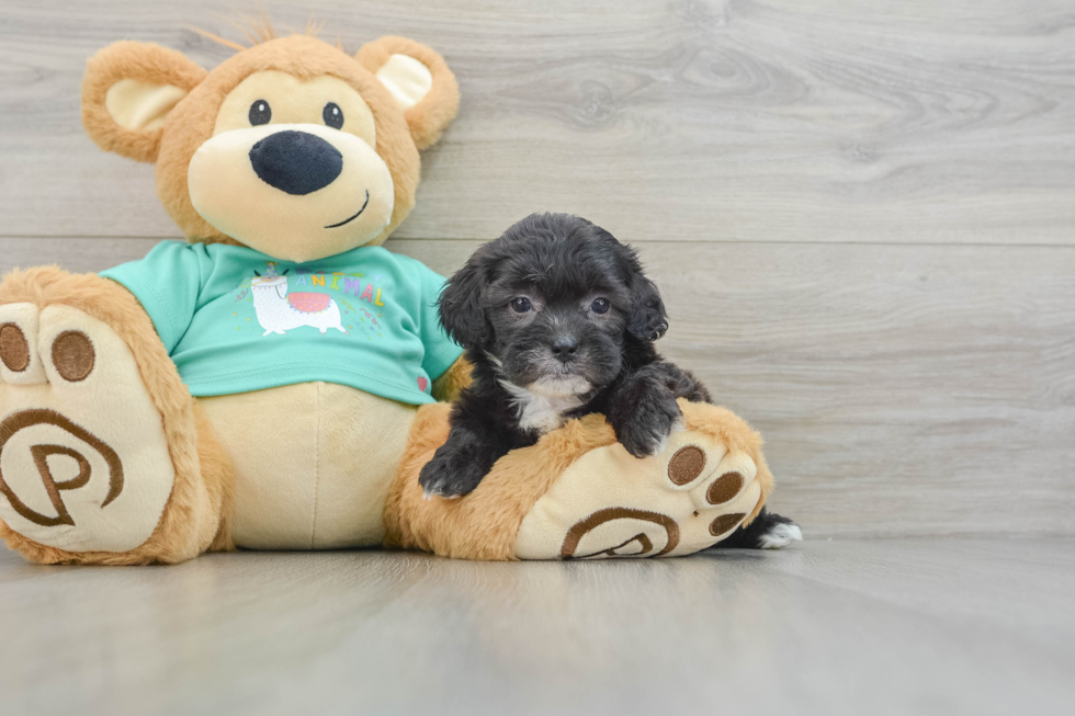 Friendly Shih Poo Baby