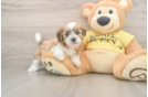 Best Shih Poo Baby