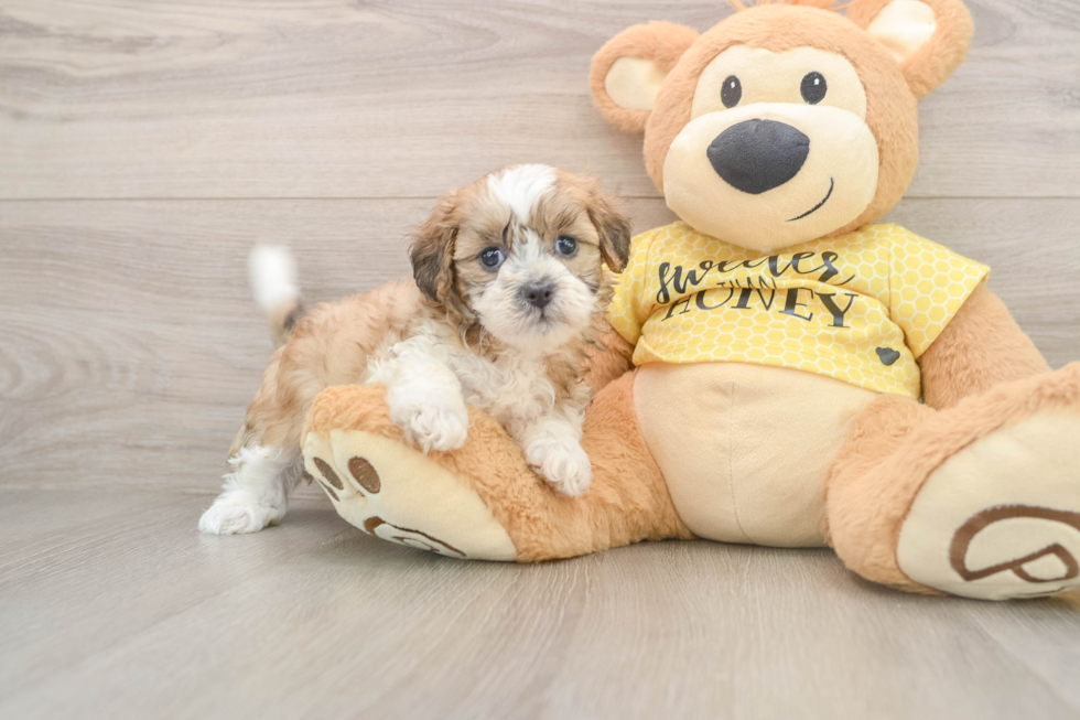 Best Shih Poo Baby