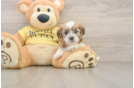 Shih Poo Pup Being Cute