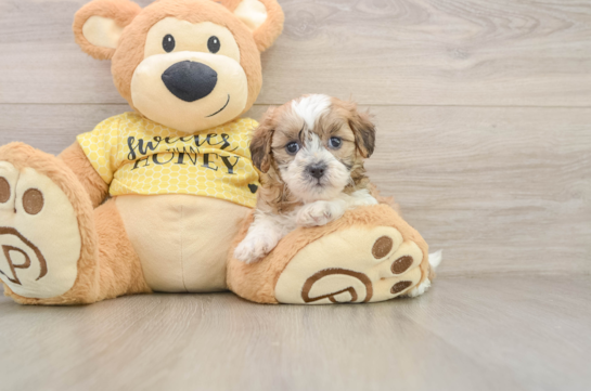 Shih Poo Pup Being Cute