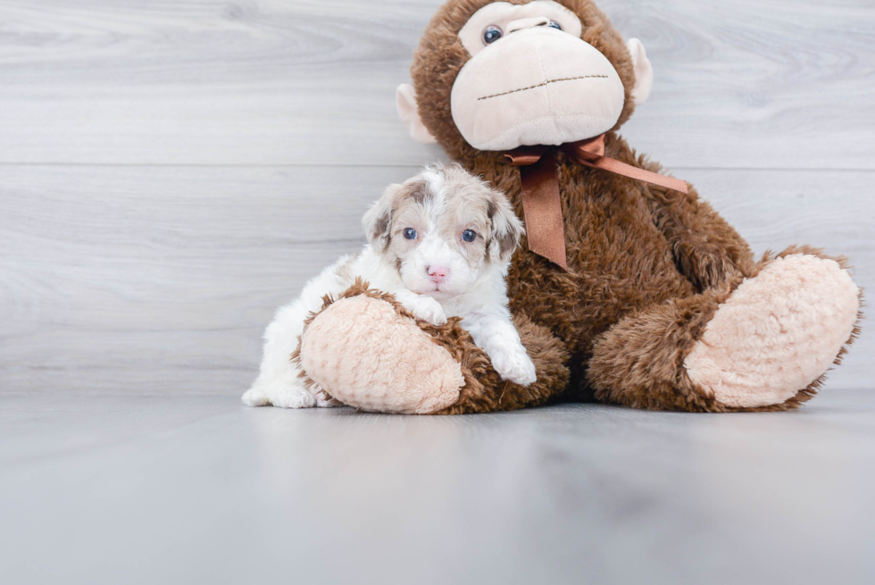 Shih Poo Puppy for Adoption