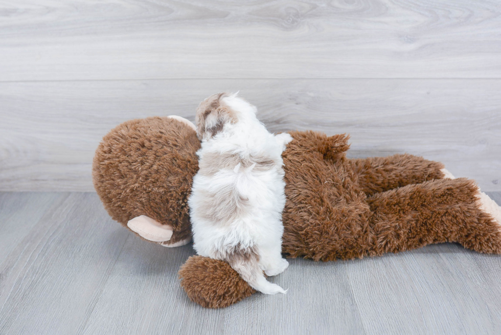 Small Shih Poo Baby