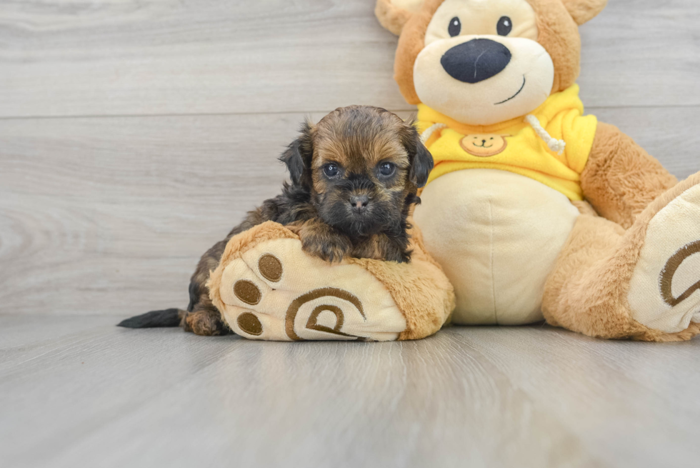 Playful Shihpoo Poodle Mix Puppy