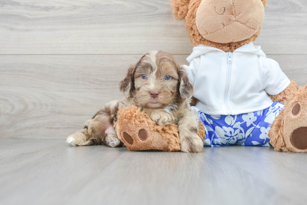 Little Shihpoo Poodle Mix Puppy