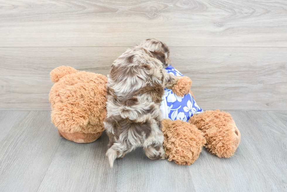 Hypoallergenic Shih Poo Poodle Mix Puppy